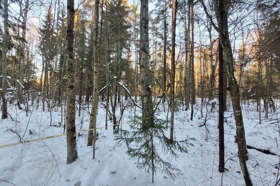 земля р-н Выборгский посёлок Ландышевка фото 1