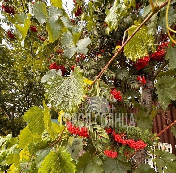 дом г Омск р-н Октябрьский СОСН Лесное тер., аллея 10-я фото 11