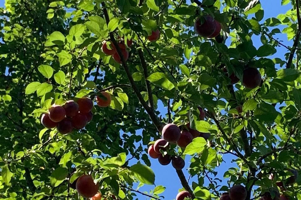 земля г Сочи с Верховское городской округ Сочи, СТ Мир фото 5