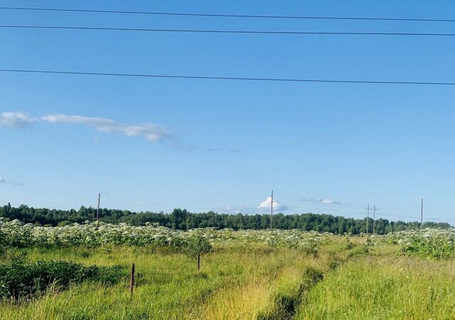 земля д Новопятницкое Большелуцкое сельское поселение, Кингисепп фото