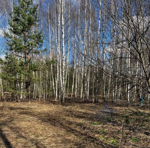 земля д Ломки Городецкий муниципальный округ фото земля д Ломки Городецкий муниципальный округ фото