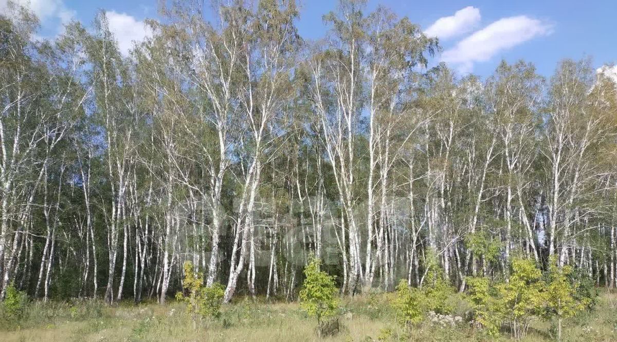 земля г Омск р-н Октябрьский СОСН Строитель-3 тер. фото 2