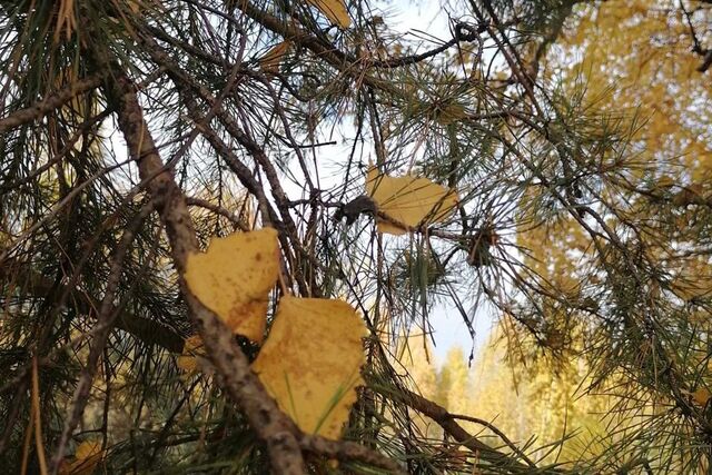 земля городской округ Сосновоборск, ДНТ Весна фото