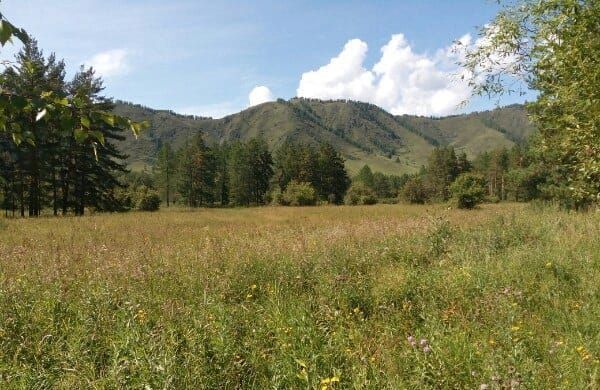 Алтайский край, Чарышское фото