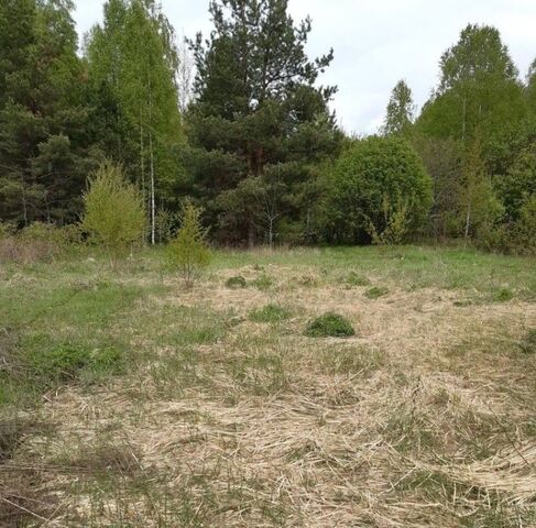 Бор городской округ, д. Трутнево фото