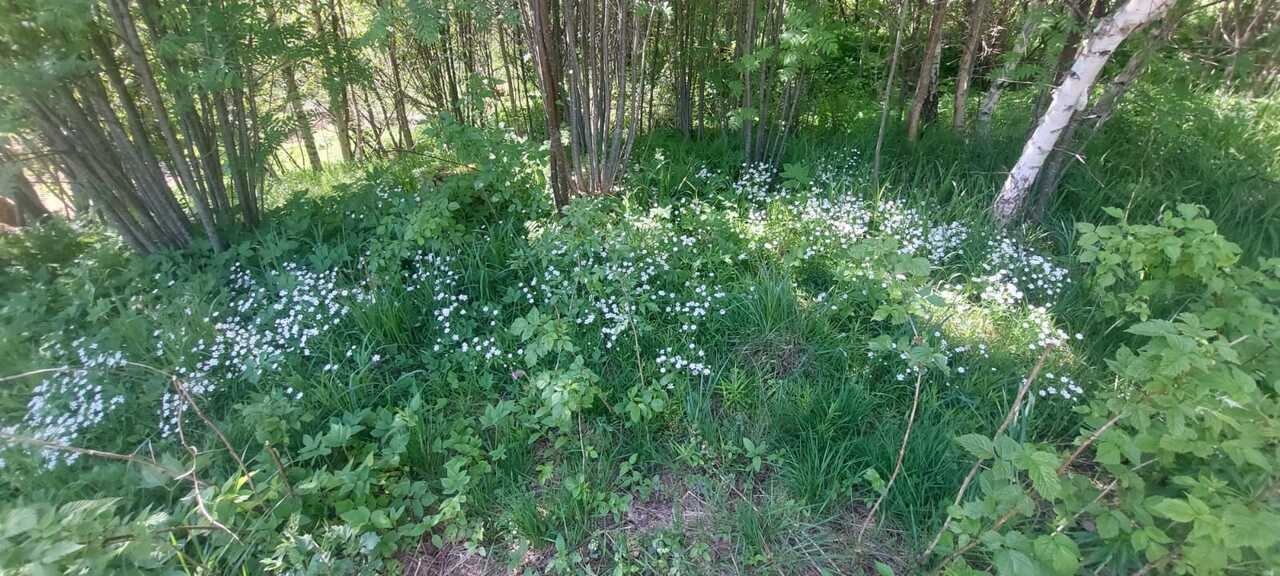 земля городской округ Солнечногорск д Баранцево садовые участки, Ленинградское шоссе Москва фото 21