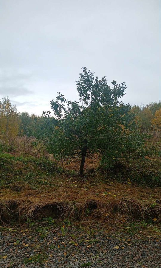 земля р-н Ломоносовский д Сашино пер Кузнечный Низинское сельское поселение, Санкт-Петербург, Петергоф фото 1