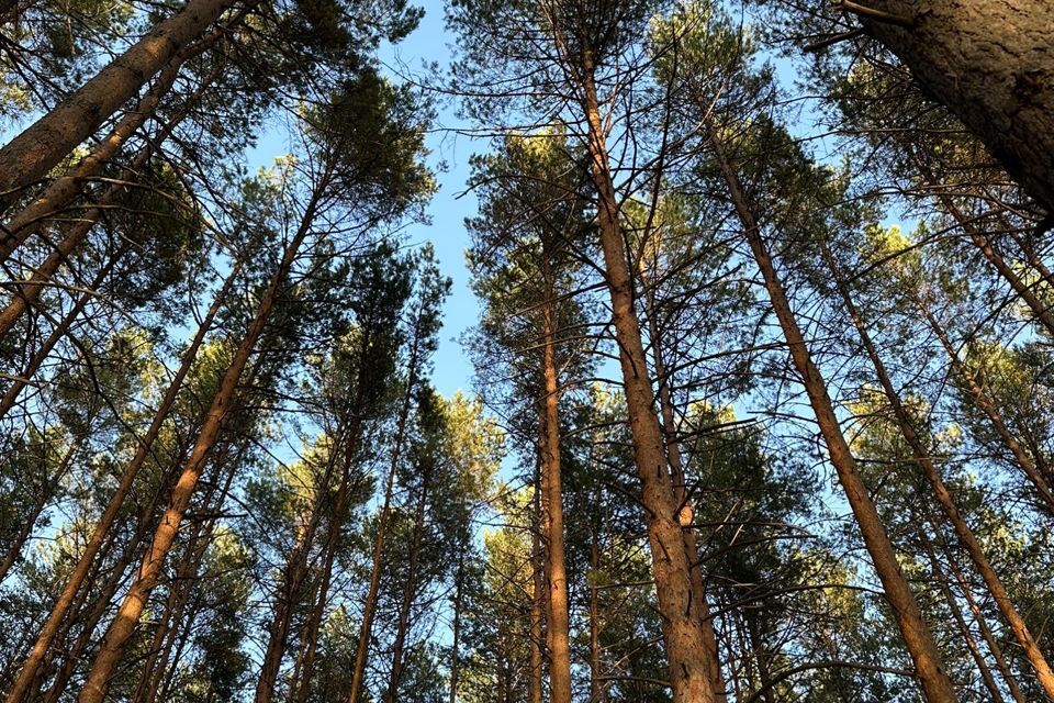 земля Добрянский городской округ, территория Лисий Хвост фото 2