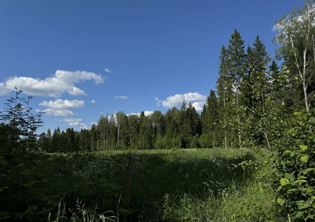 земля городской округ Пушкинский д Кощейково Лесной фото 3