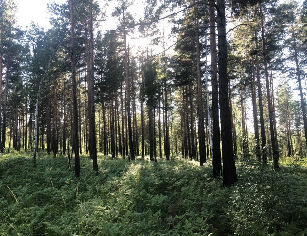 земля р-н Шелеховский ДНТ Восточный, Иркутский р-н, Шелехов фото 1