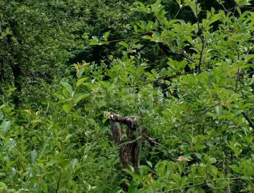 земля г Саранск р-н Ленинский городской округ Саранск, СНТ Новинка фото 7