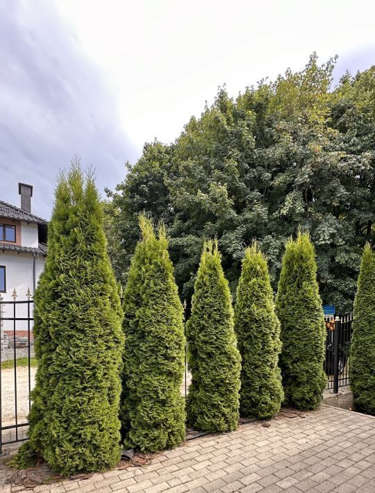 дом р-н Светлогорский г Светлогорск пер Ольховый 7 фото 17