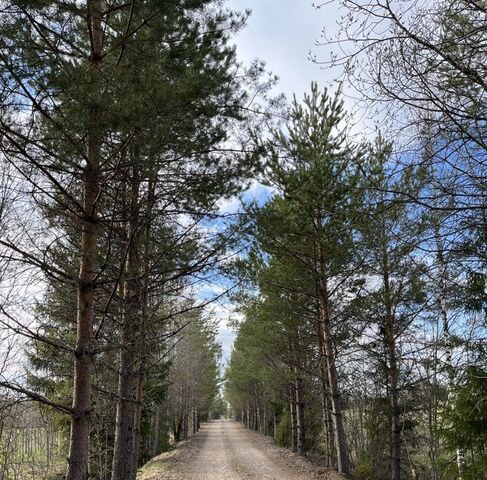 снт Радинка Селезневское с/пос, Выборгский район фото