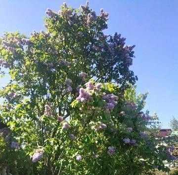 земля р-н Красноярский тер СДТ Чайка Водинский садовый массив, 323, Новосемейкино городское поселение фото 4