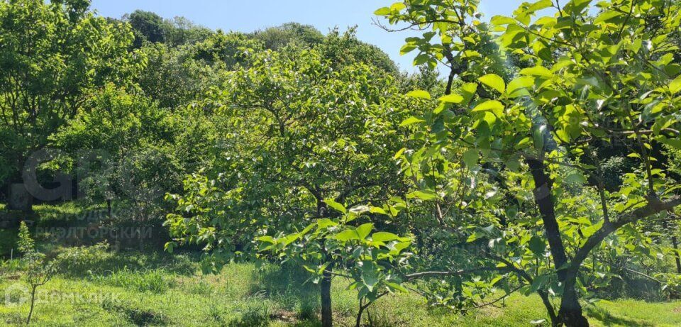 земля городской округ Сочи, садоводческое товарищество Сады, 31 фото 4