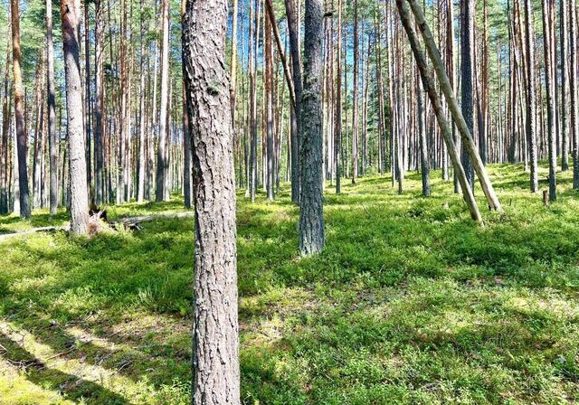 Петровское сельское поселение, Академическая ул, Саперное фото