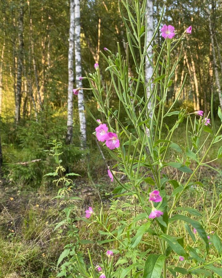 земля городской округ Раменский с Речицы 9762 км, коттеджный пос. Гжельский лес, Егорьевское шоссе фото 11