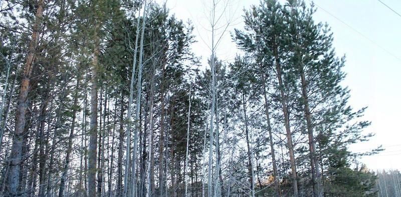 земля р-н Иркутский д Новолисиха п Еловый ул Родниковая Ушаковское муниципальное образование фото 3