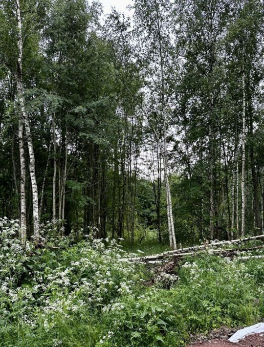 земля р-н Всеволожский г Всеволожск ул Камышовая 1 фото 4