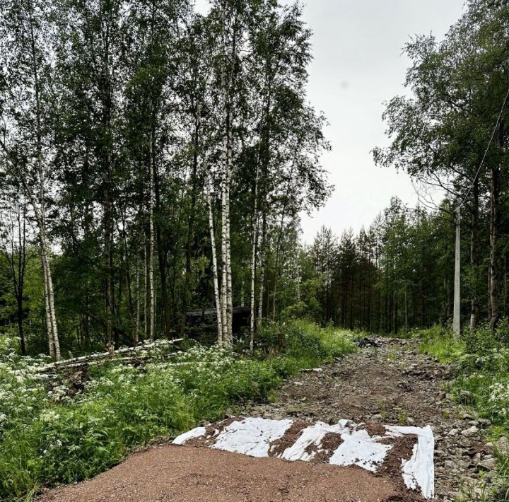 земля р-н Всеволожский г Всеволожск ул Камышовая 1 фото 6