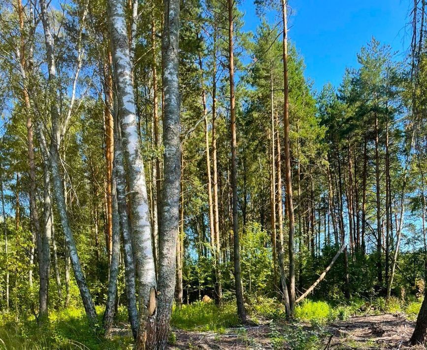 земля городской округ Раменский Фенино Лесное кп фото 4