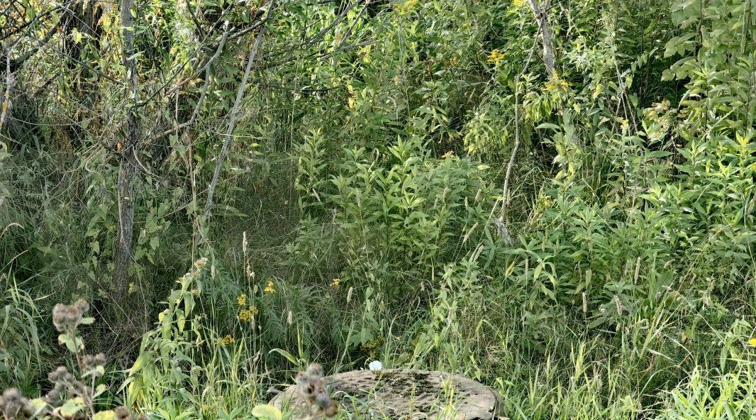 земля г Сергиев Посад д Маньково Сергиево-Посадский городской округ фото 4