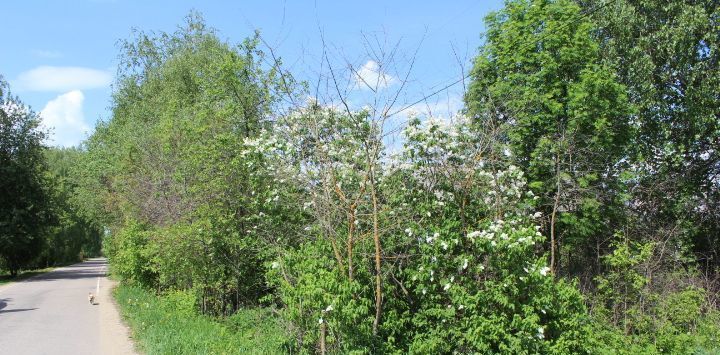 дом городской округ Дмитровский д Подмошье 28 фото 20