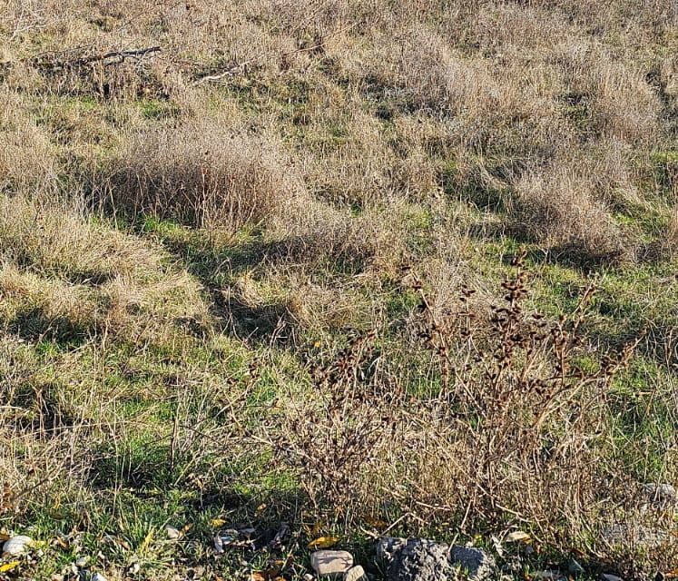 земля городской округ Шаховская садоводческое некоммерческое товарищество Малиновка фото 3