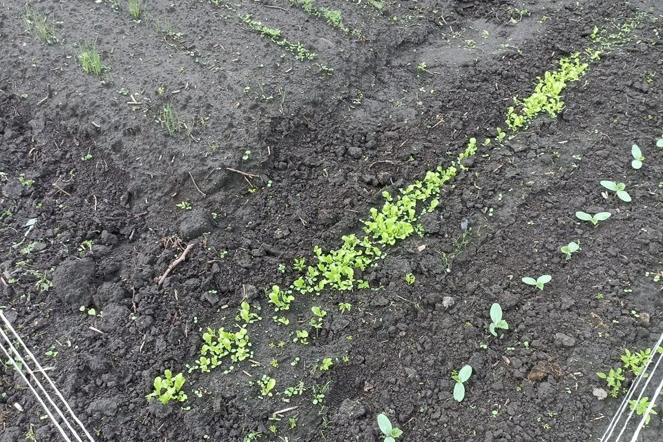 земля г Химки Старые Химки городской округ Химки фото 4