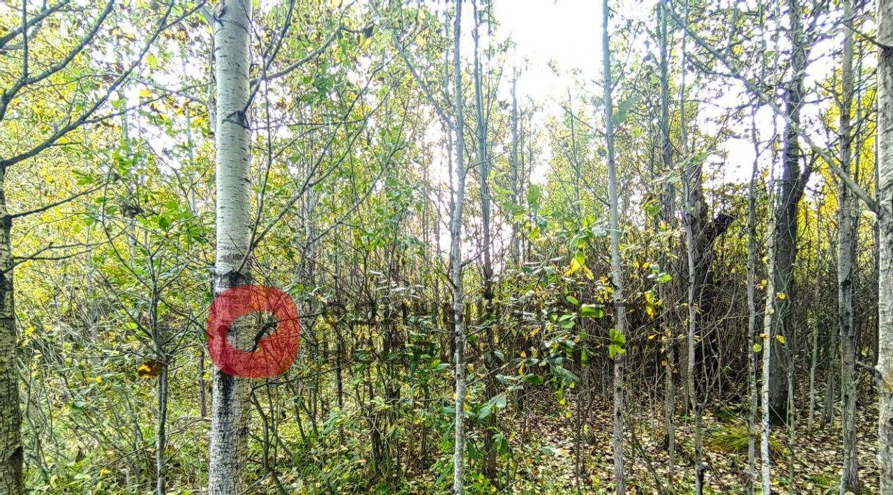 земля г Тюмень р-н Ленинский СОСН Агросад-Тюмень тер., 2-я линия, 99 фото 3