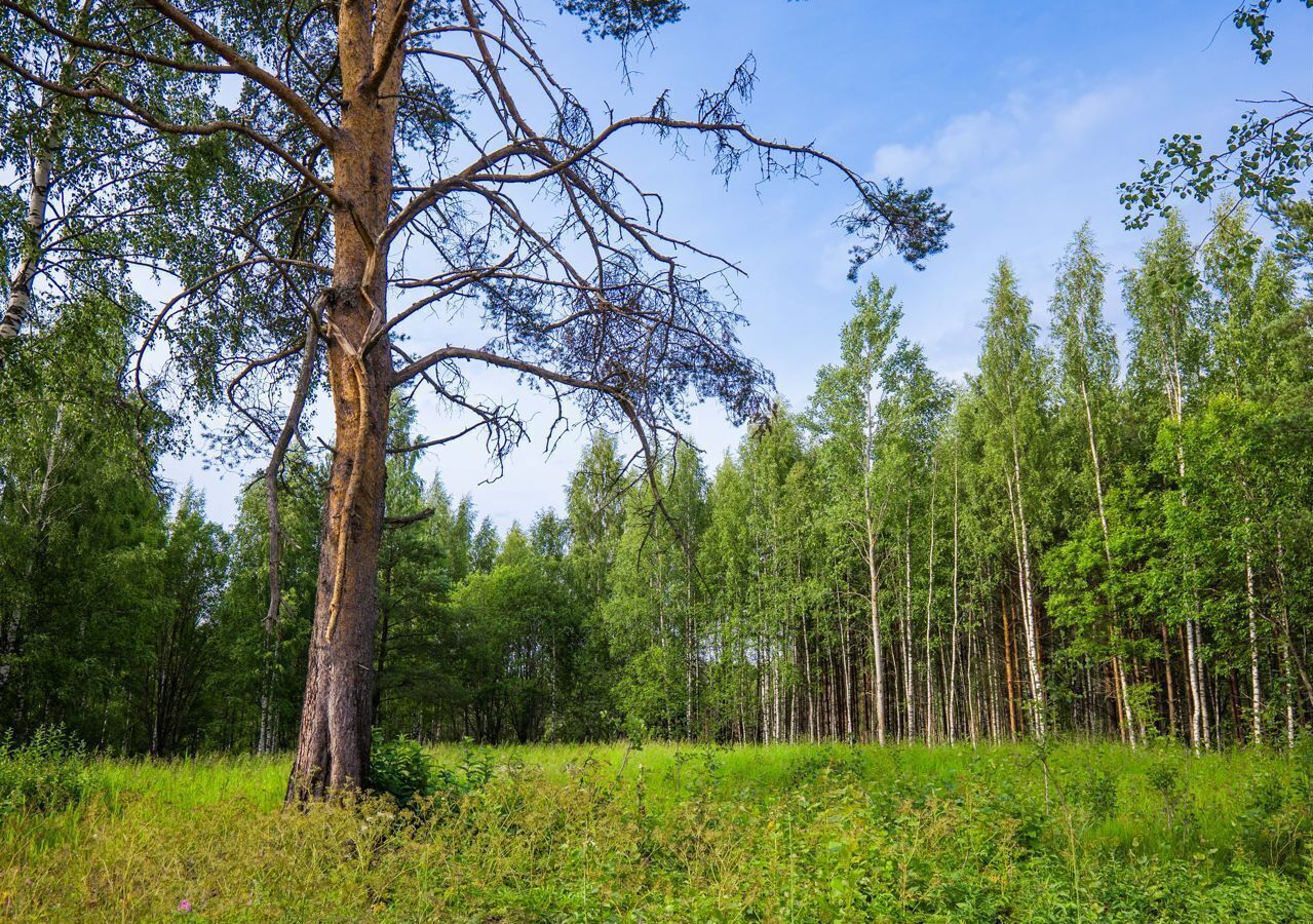 земля р-н Всеволожский г Всеволожск Дорога жизни, 12 км, Всеволожское городское поселение, коттеджный пос. Щеглово Сити, 125 фото 2