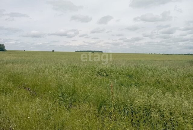 земля Благовещенский муниципальный округ фото