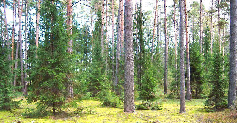 земля городской округ Домодедово с Успенское 87 фото 2