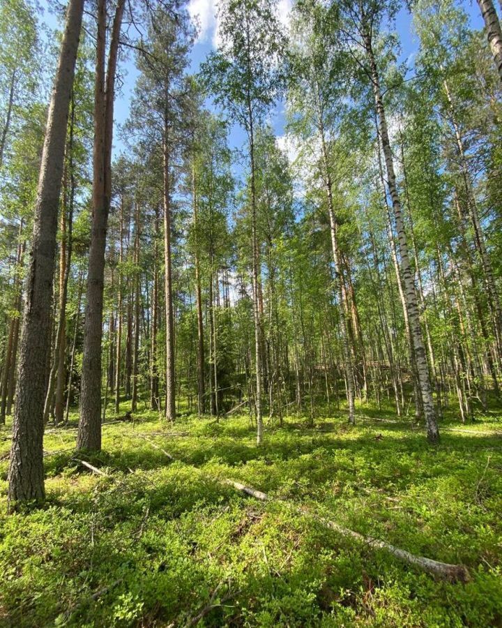 земля р-н Всеволожский д Васкелово Приозерское шоссе, 9752 км, Куйвозовское сельское поселение, коттеджный пос. Лесное озеро фото 5