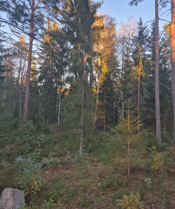 земля р-н Выборгский Приморское городское поселение, коттеджный посёлок Сосновый пляж, 151 фото 9