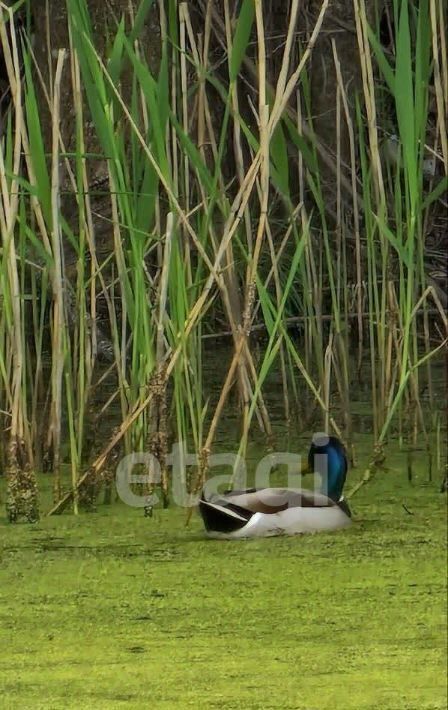 земля р-н Брянский снт Химик Стекляннорадицкое с/пос, СДТ фото 3