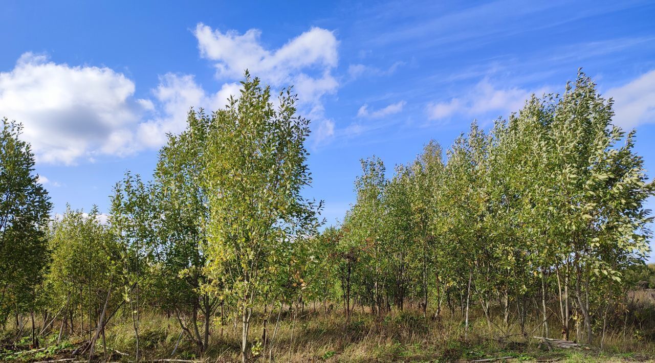 земля р-н Лужский д Владычно с пос, Володарское фото 10