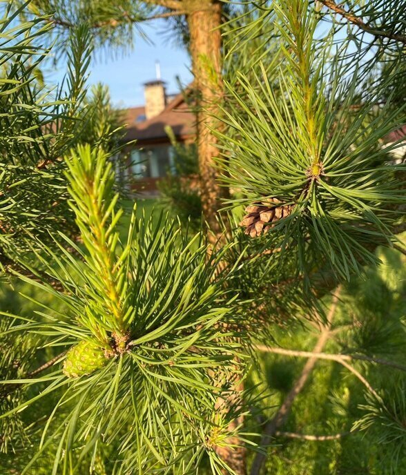 дом городской округ Серпухов д Съяново-2 днп тер.Левадия 79 фото 23