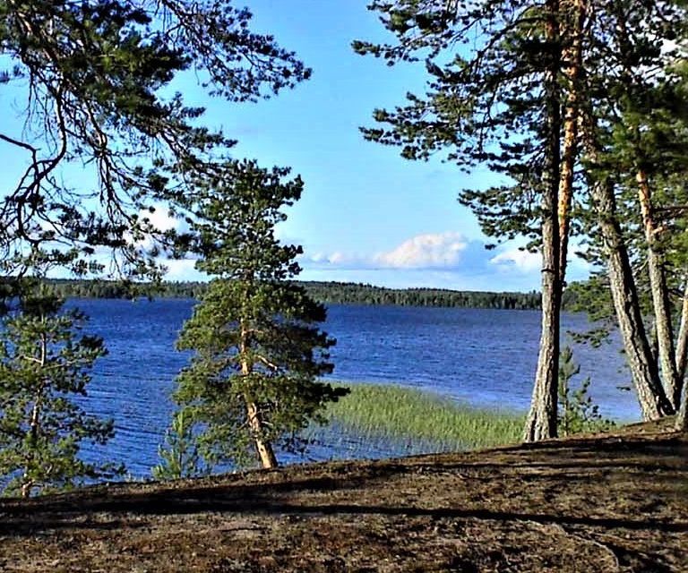 земля р-н Прионежский СНТ Светлячок фото 3