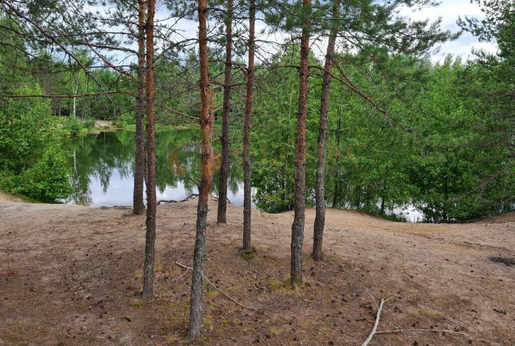 земля р-н Выборгский Рощинское городское поселение, садовое товарищество Лебяжье фото 10