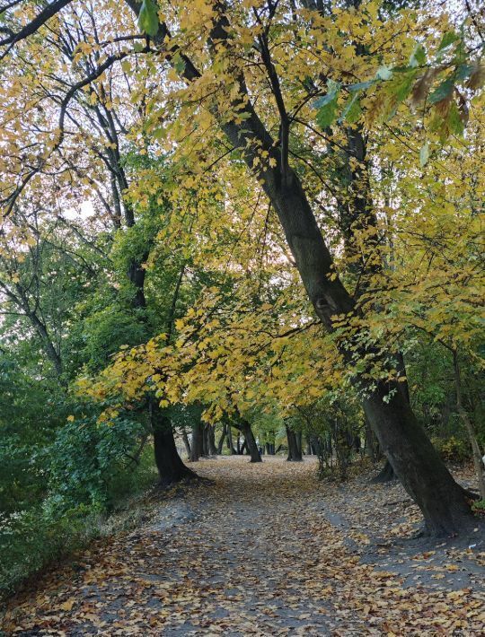 квартира г Калининград р-н Ленинградский пер Северный 1 фото 27