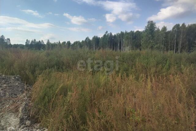 Тюмень городской округ, СНТ Светлое фото