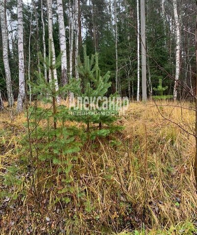 земля Кузнечнинское городское поселение, садоводческое товарищество Алмаз фото