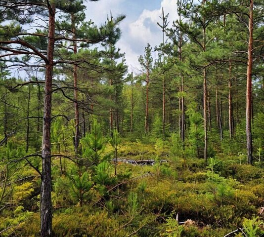 земля п Каменка фото