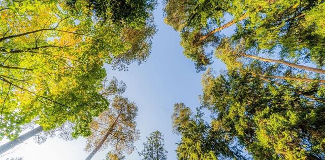 городской округ Одинцовский Коттеджный поселок Лесные Дали - мест фото