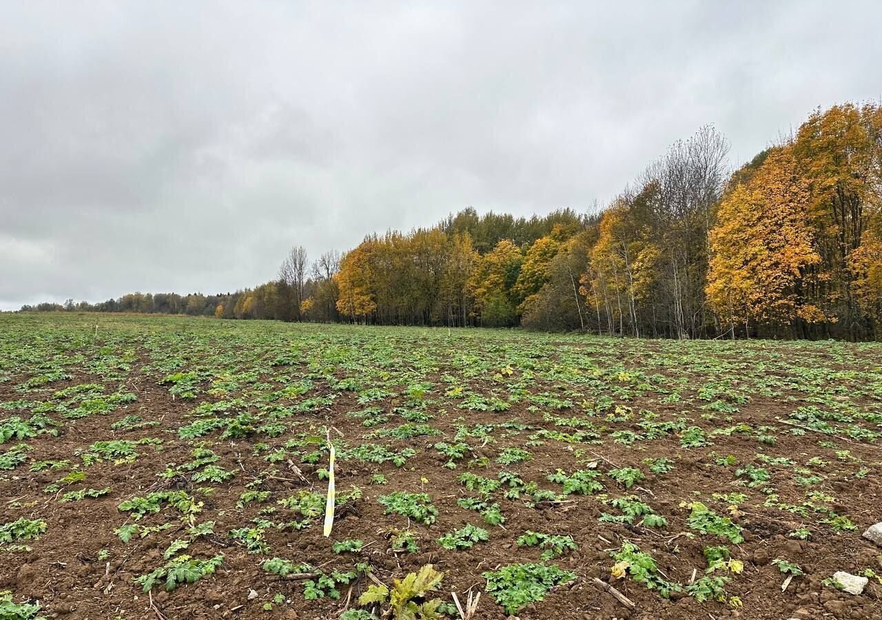 земля городской округ Клин д Борозда 63 км, Клин, Ленинградское шоссе фото 4