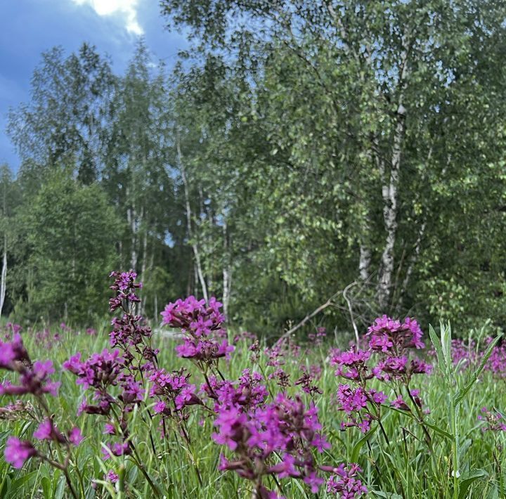 земля городской округ Воскресенск д Ёлкино ул Сосновая Ипподром, Раменский городской округ фото 1