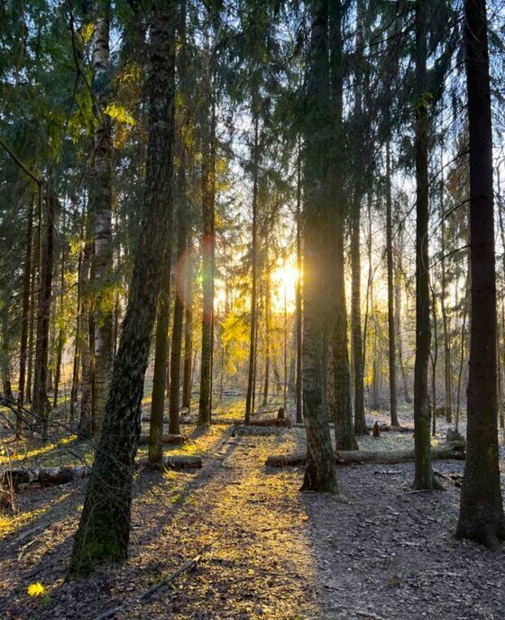 земля городской округ Истра д Слабошеино Нахабино фото 7