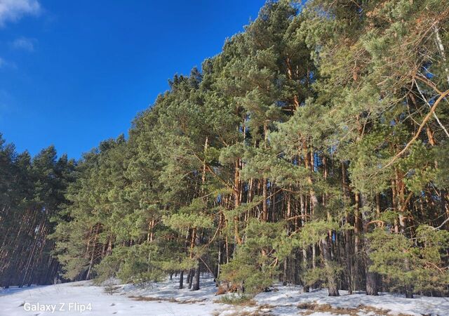 земля д Дунино 28 км, 4, Звенигород, Ильинское шоссе фото