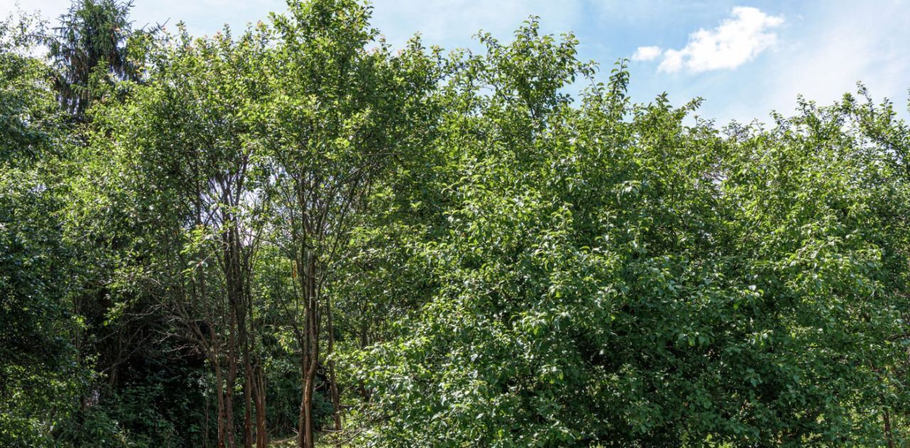 земля р-н Гурьевский п Голубево снт Голубево фото 19